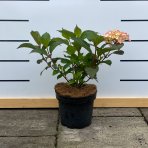 Hortenzia pílovitá (Hydrangea serrata) ´PREZIOSA´ - výška 10-20 cm, kont. C3L